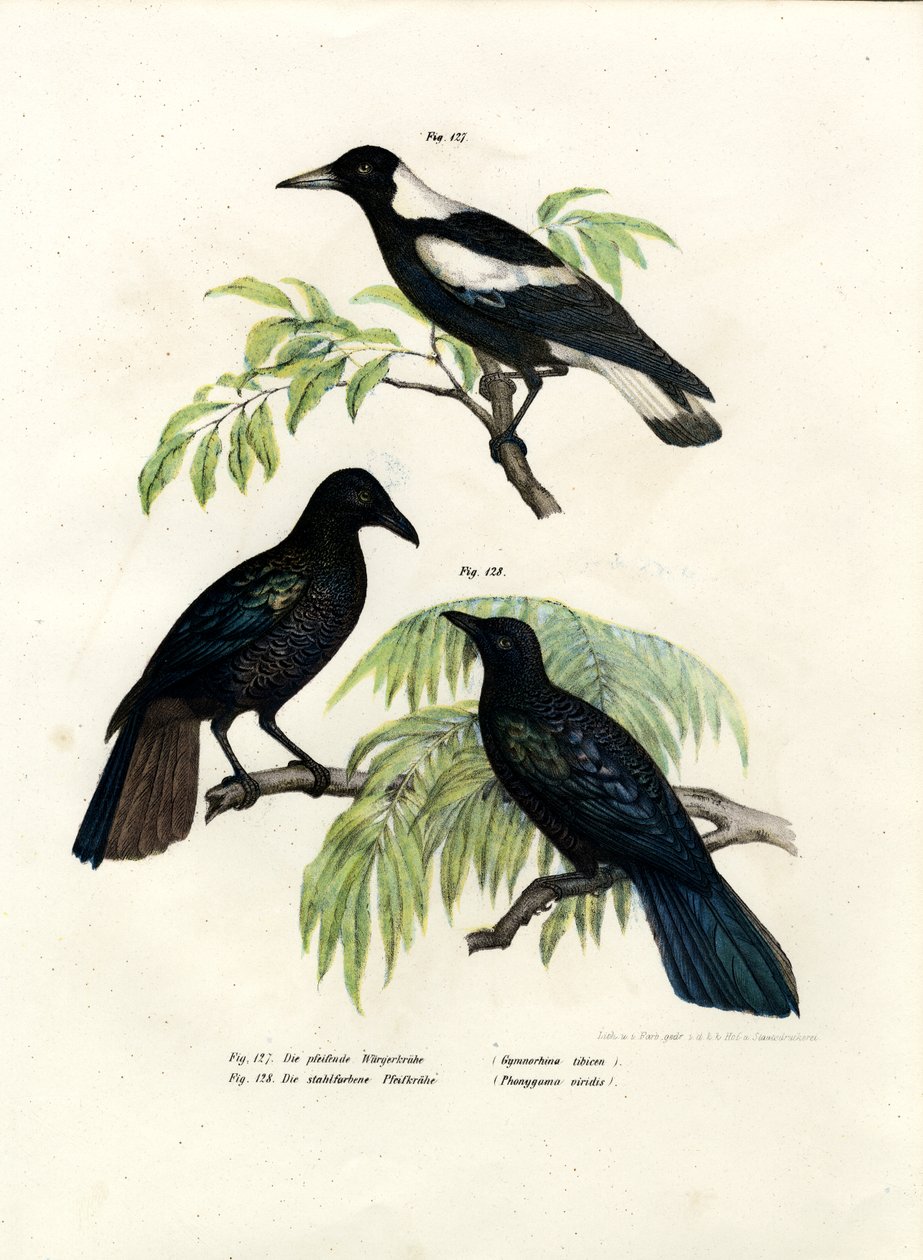 Australian skata, 1864 av German School