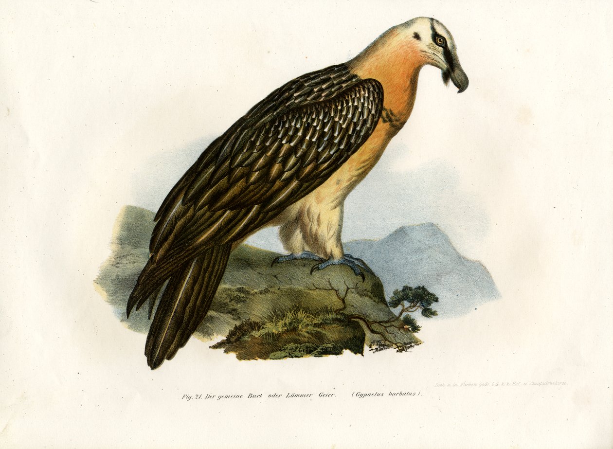 Skägggam, 1864 av German School