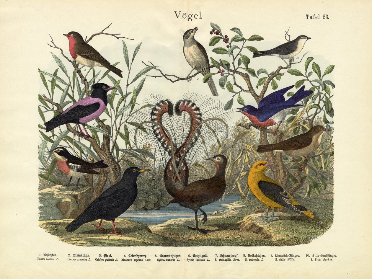 Fåglar, c.1860 av German School