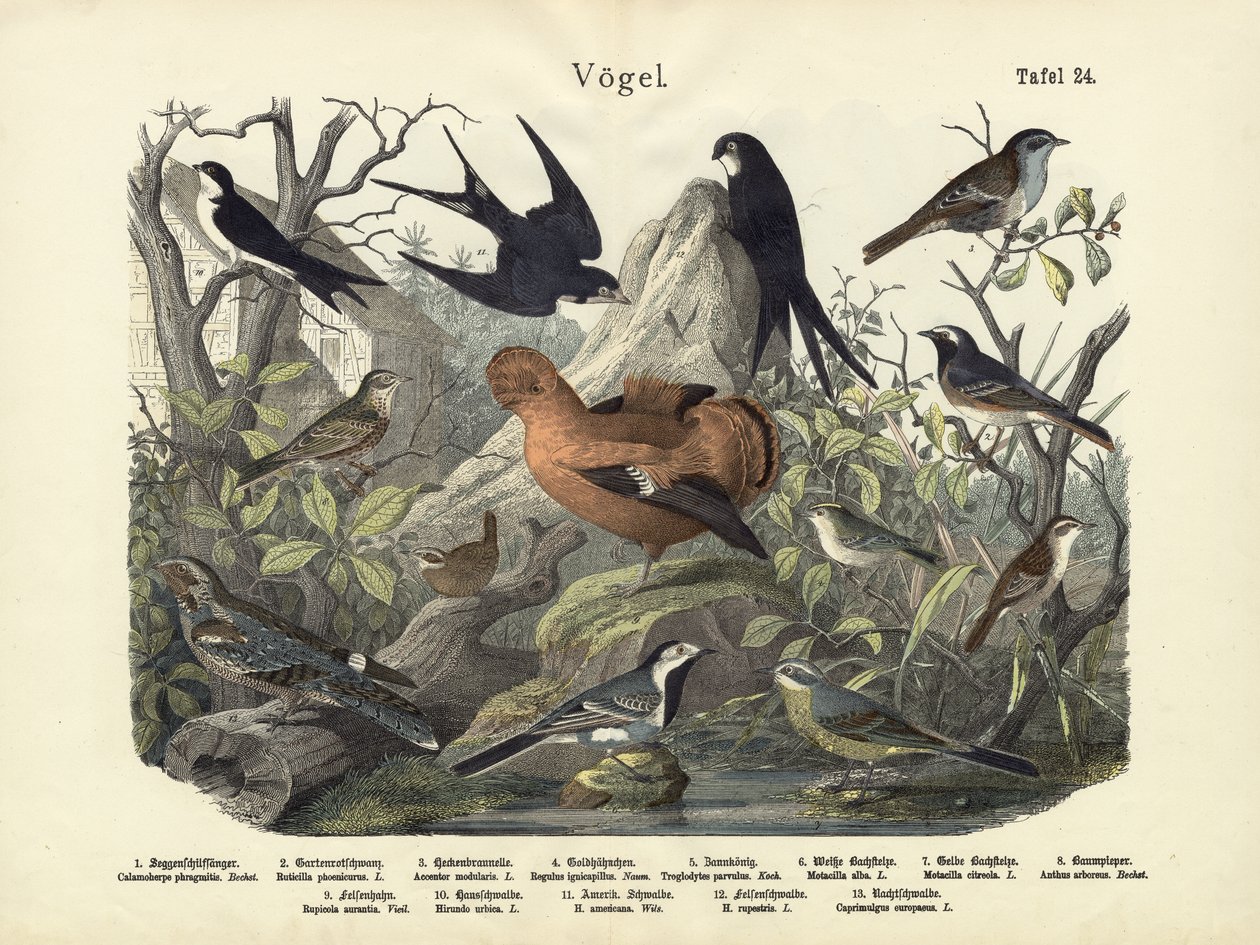 Fåglar, c.1860 av German School