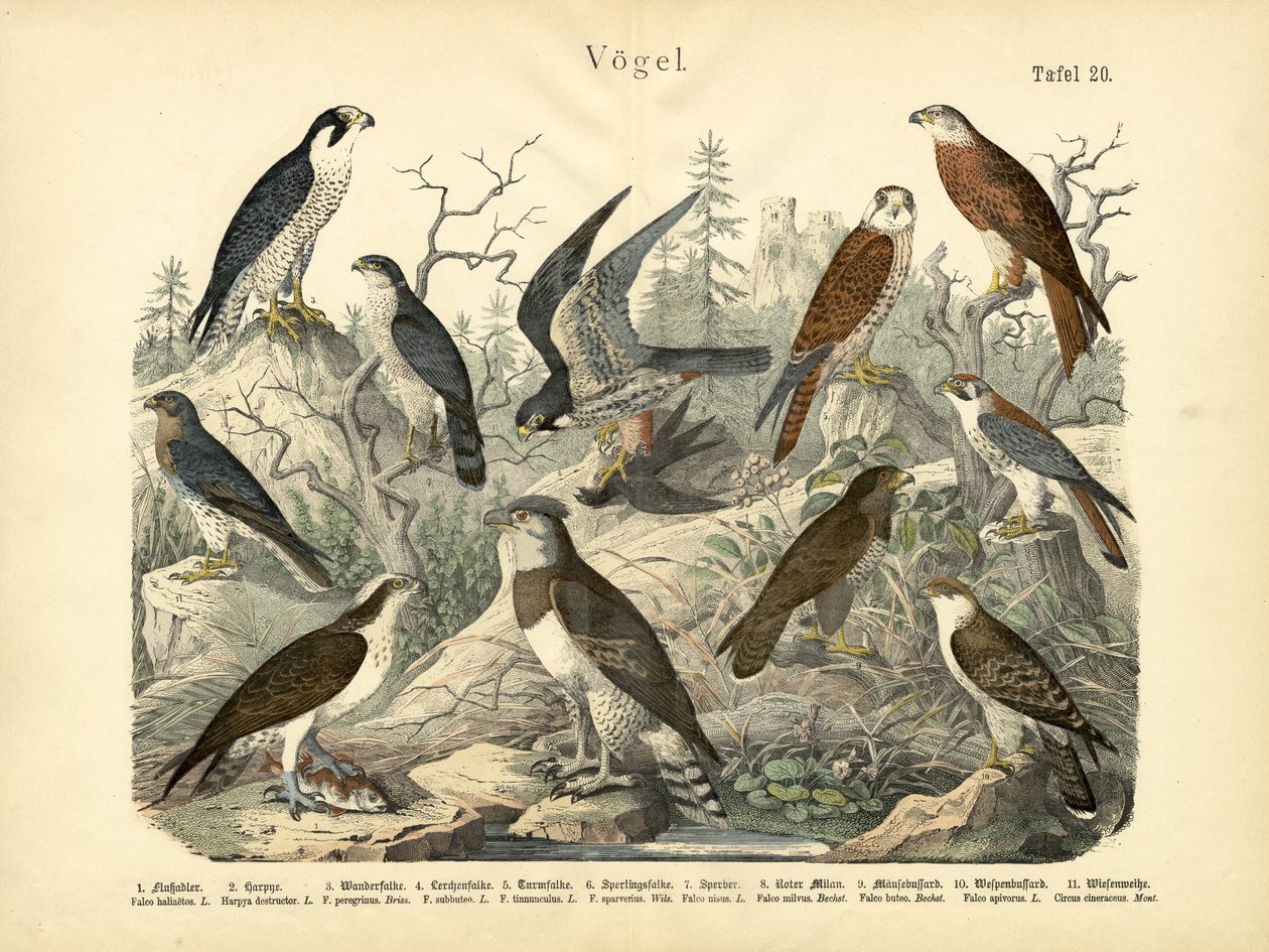 Fåglar, c.1860 av German School
