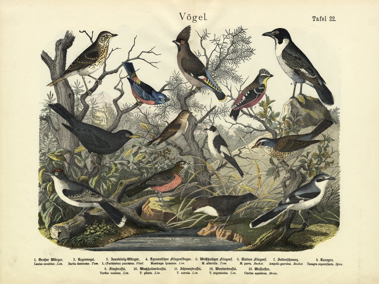 Fåglar, c.1860 av German School