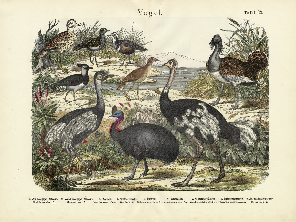 Fåglar, c.1860 av German School