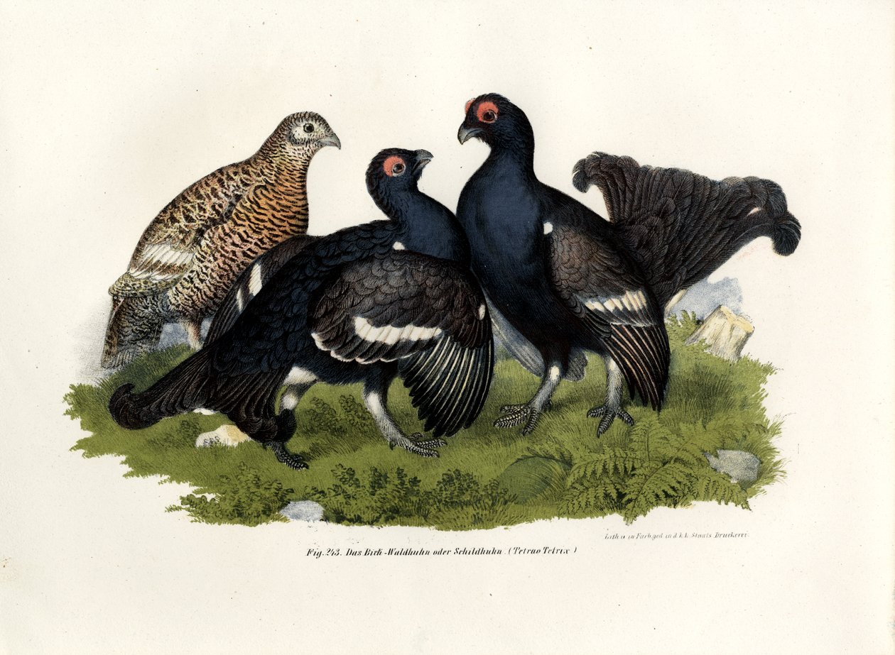 orre, 1864 av German School