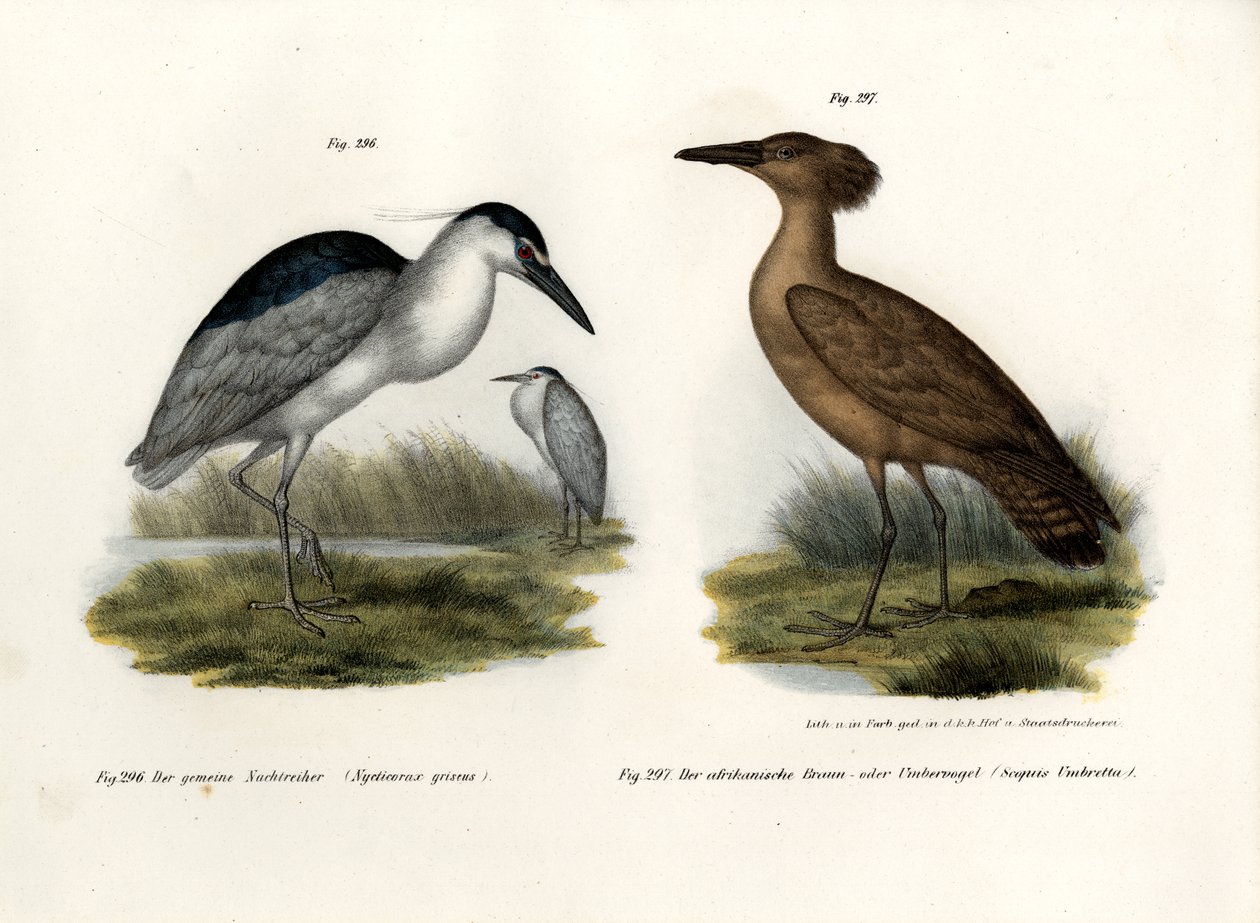 Svartkrönt natthäger, 1864 av German School