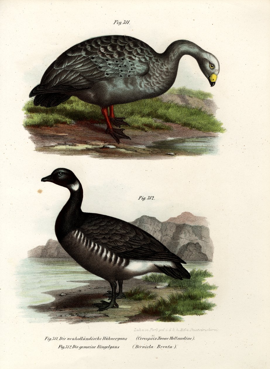 Cereopsis gås, 1864 av German School