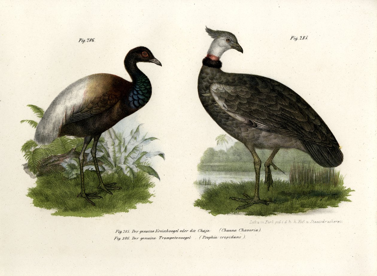 Chaja fågel, 1864 av German School
