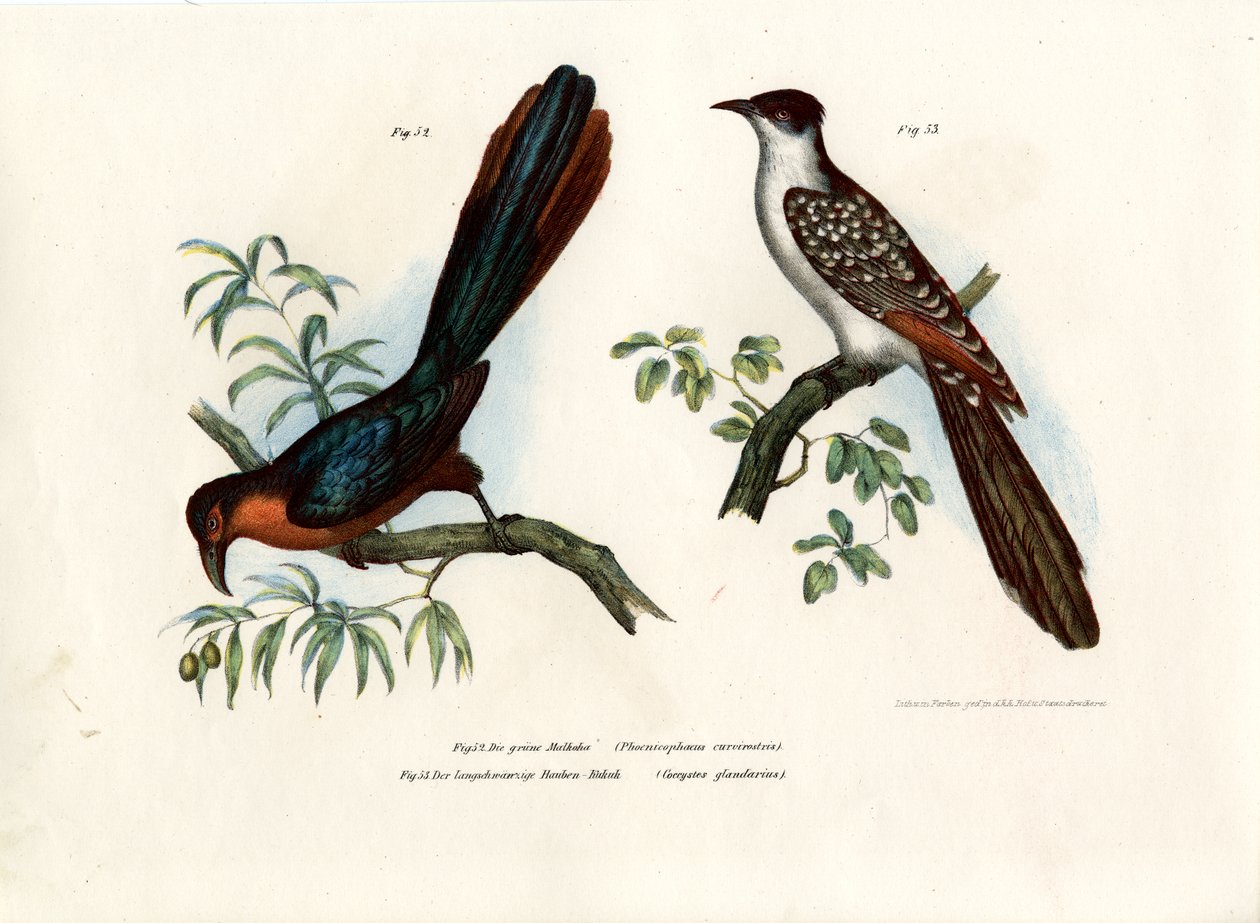 Kastanjbröstad Malkoha, 1864 av German School