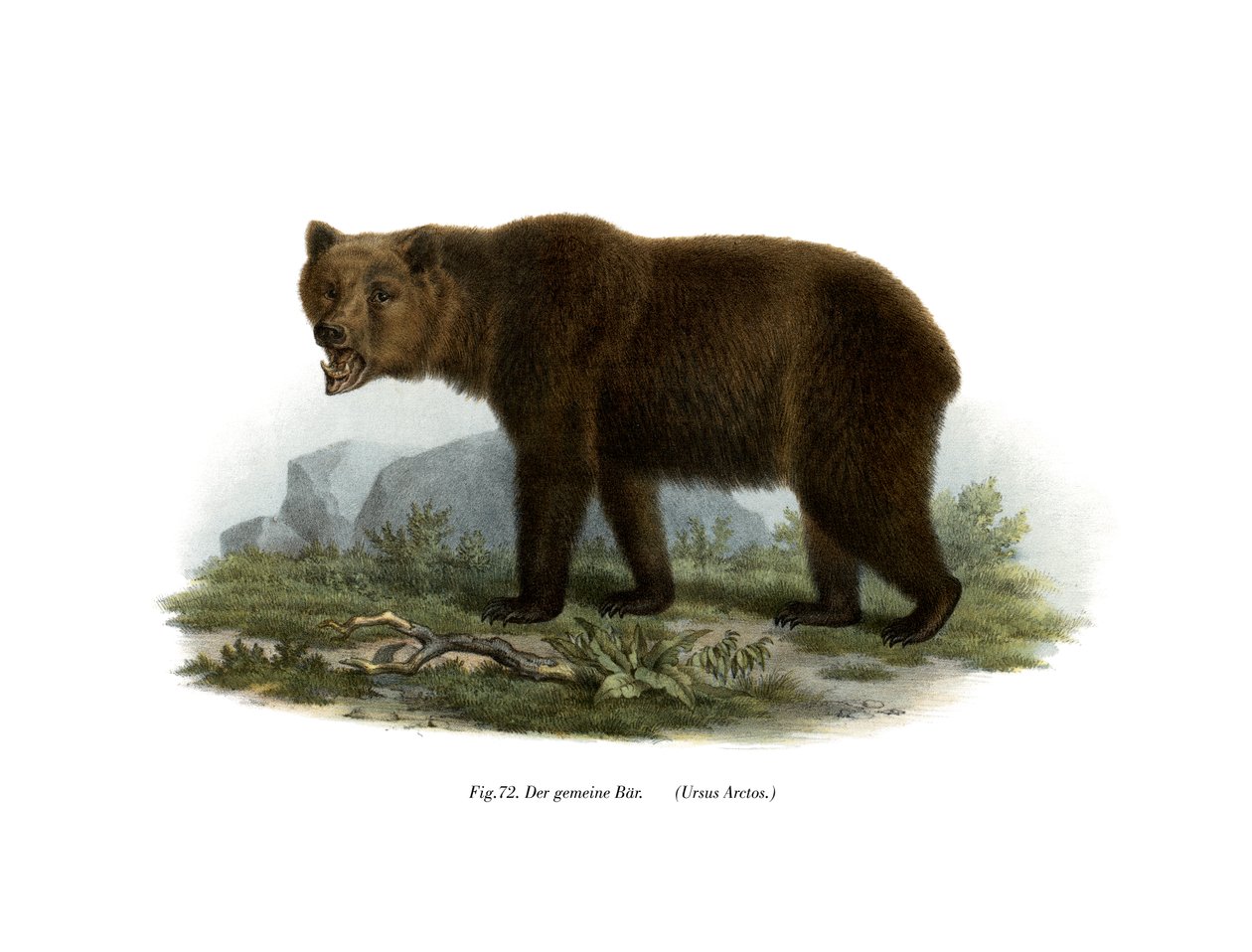 Vanlig björn, 1860 av German School