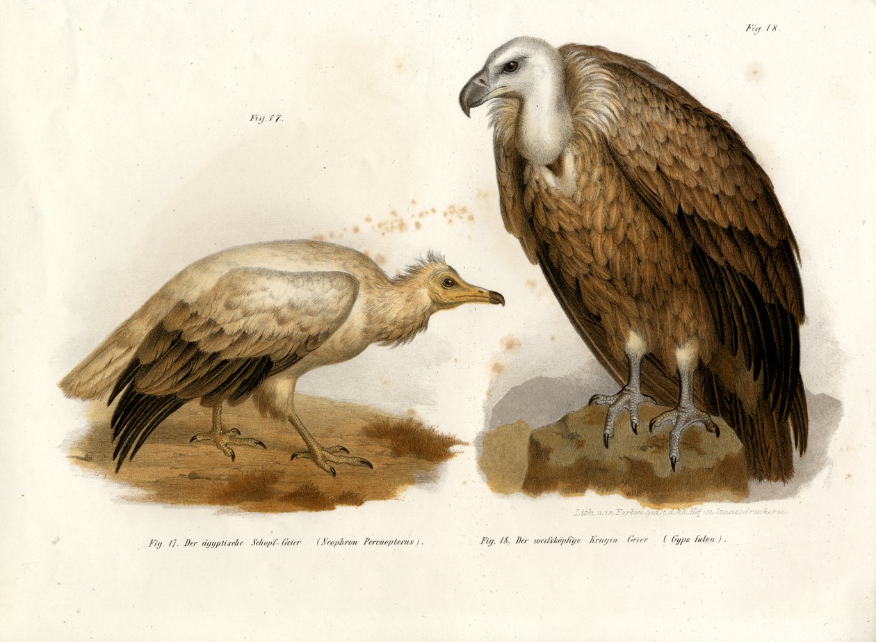 Egyptisk gam, 1864 av German School