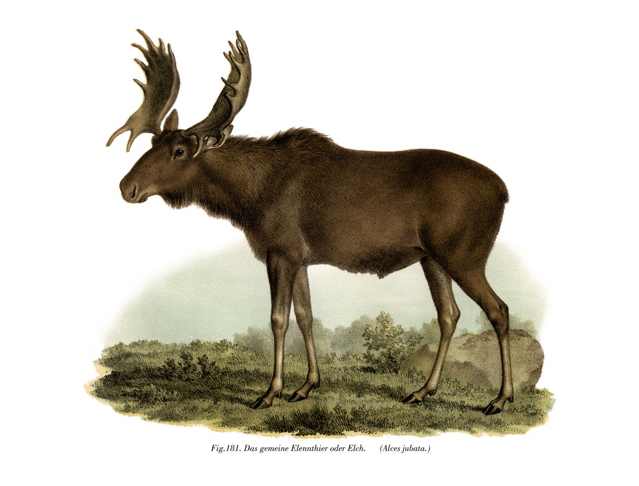 Älg, 1860 av German School