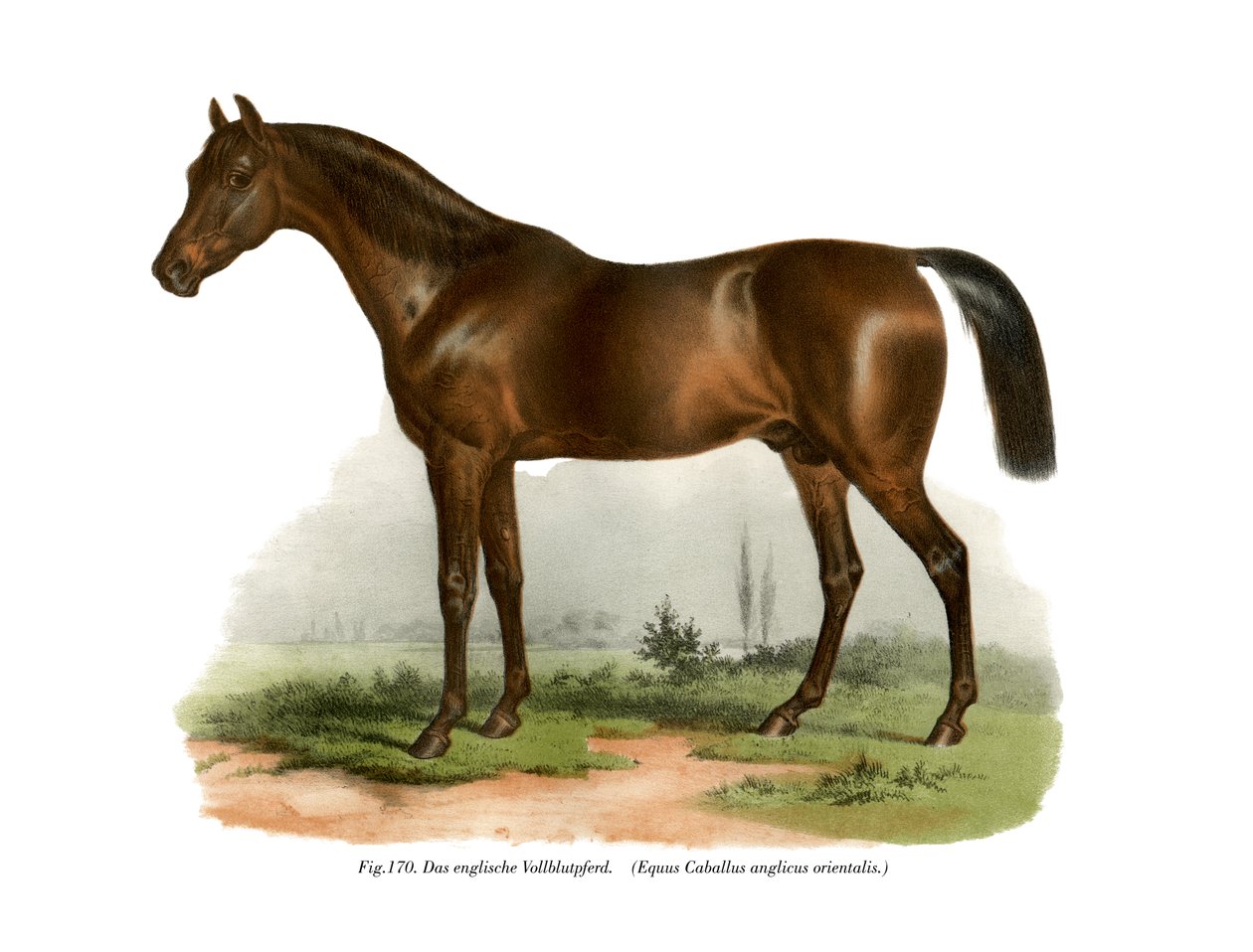 Engelsk fullblodshäst, 1860 av German School