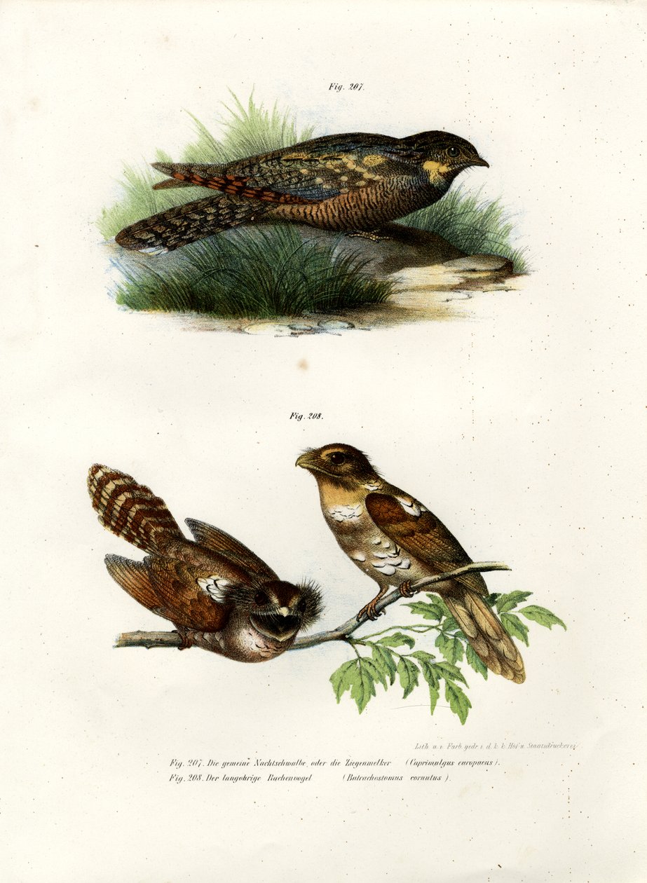 Eurasian Nightjar, 1864 av German School