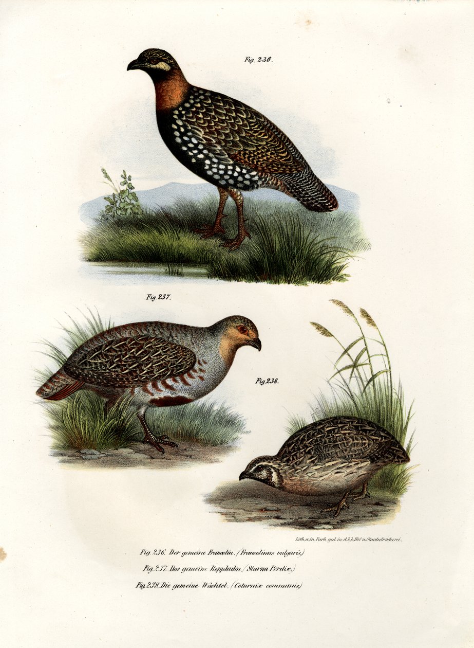 Europeiska Francolin, 1864 av German School