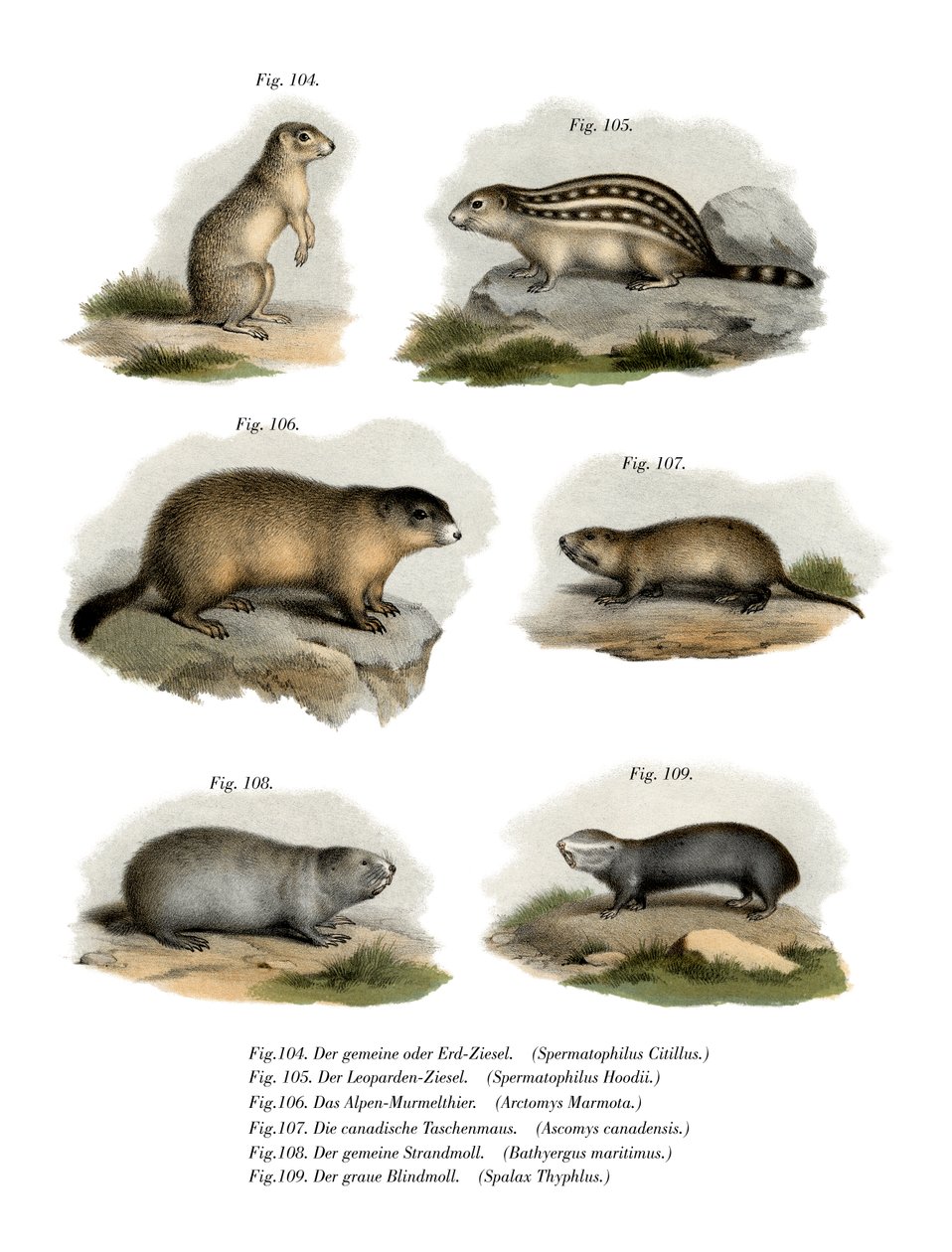 Europeisk markekorre, 1860 av German School