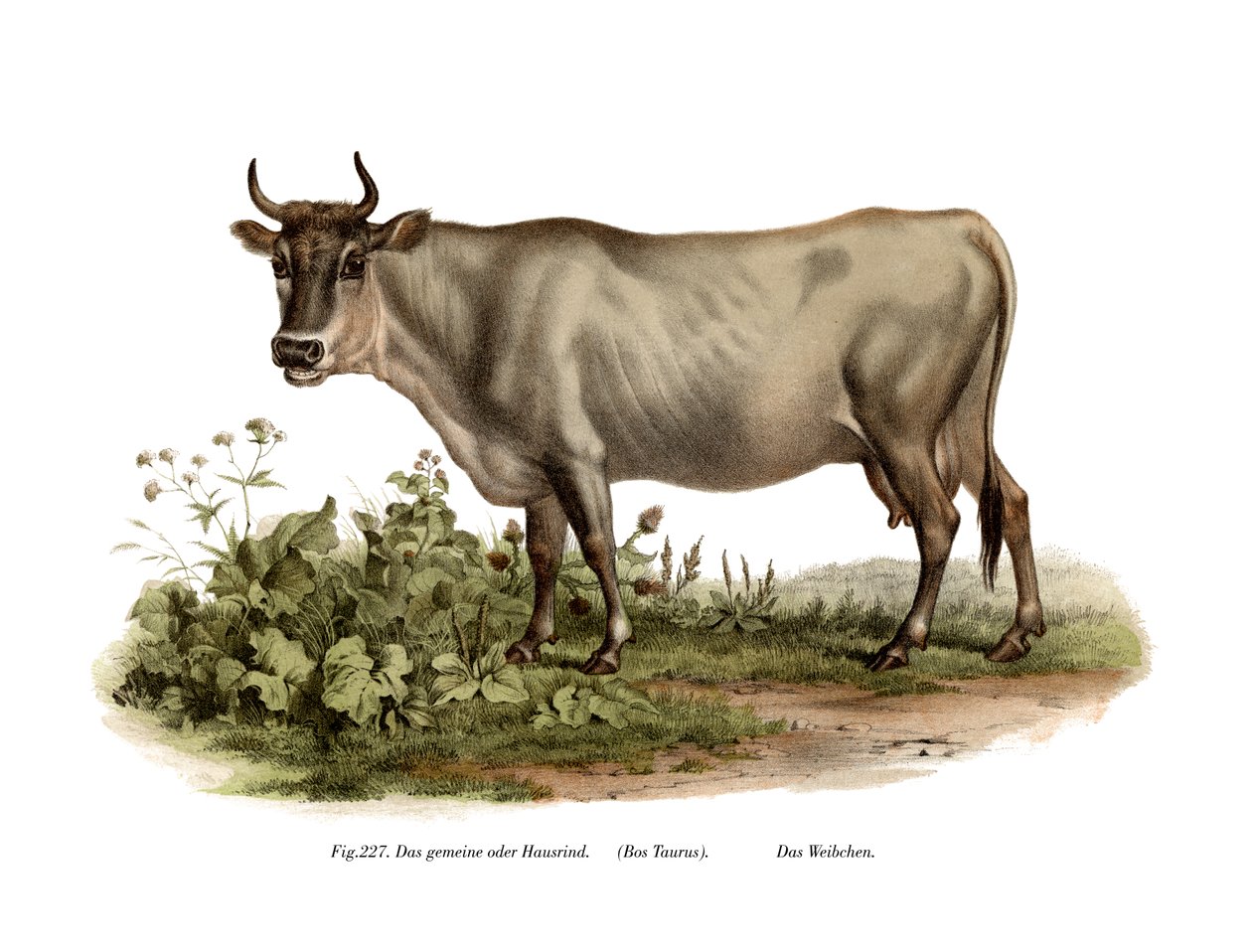 Europeisk boskap, 1860 av German School