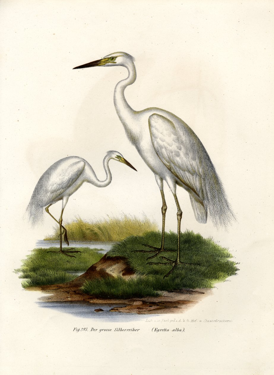 Den stora vita hägern, 1864 av German School