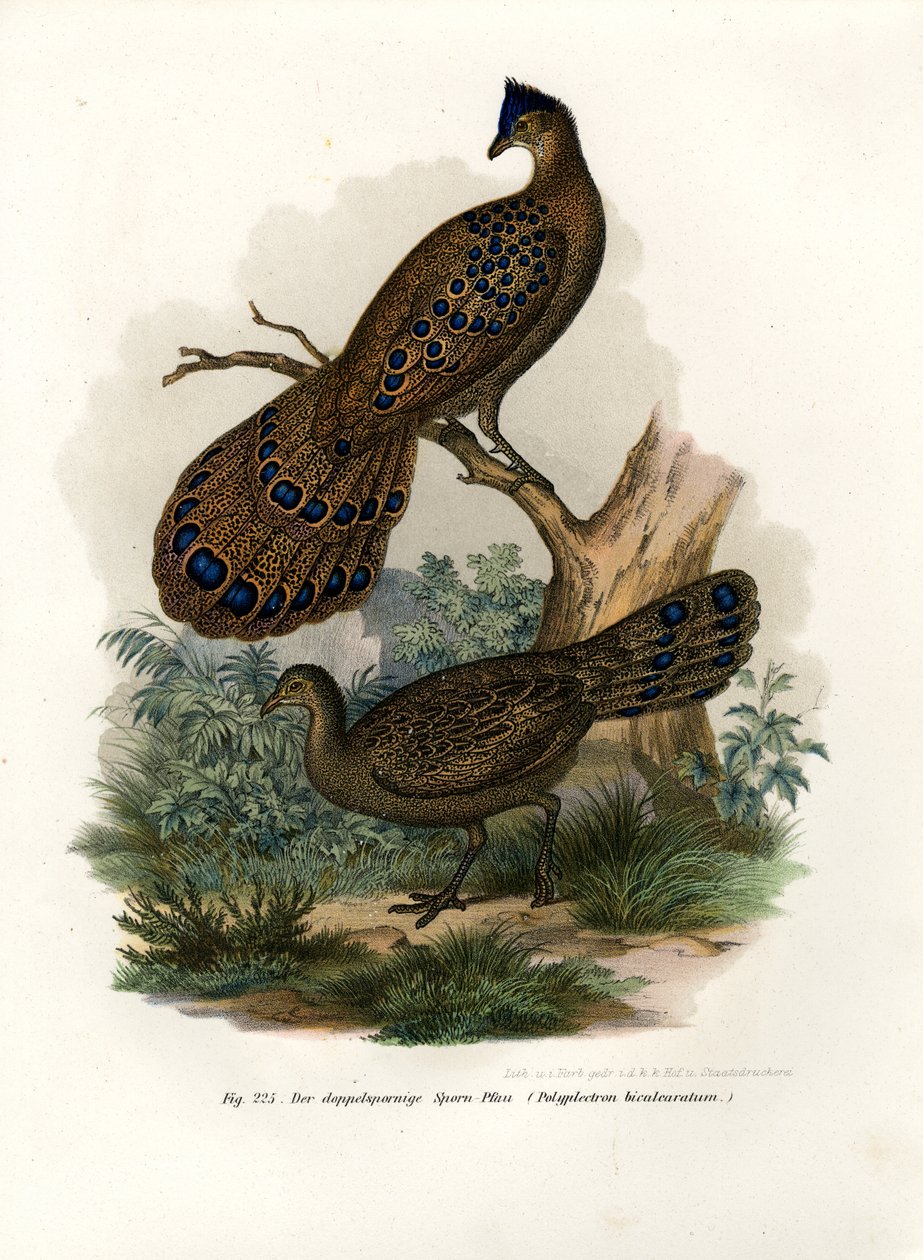Grå påfågel-fasan, 1864 av German School
