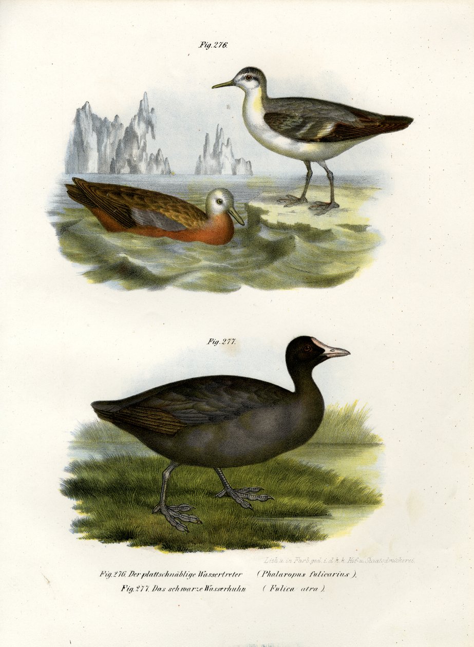 Grå falarope, 1864 av German School
