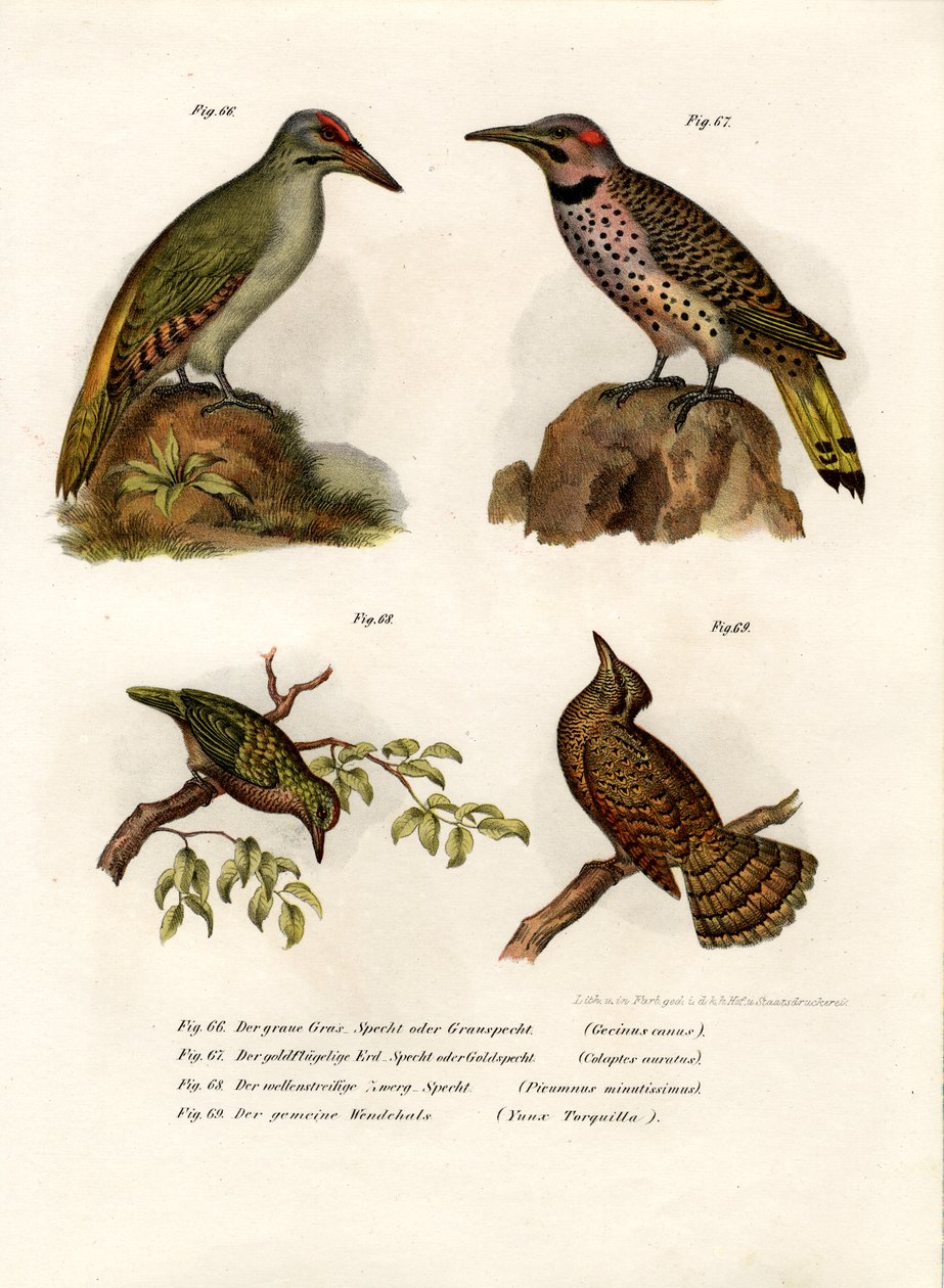 Gråhuvad hackspett, 1864 av German School