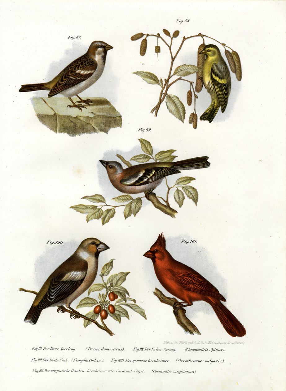 Hussparv, 1864 av German School