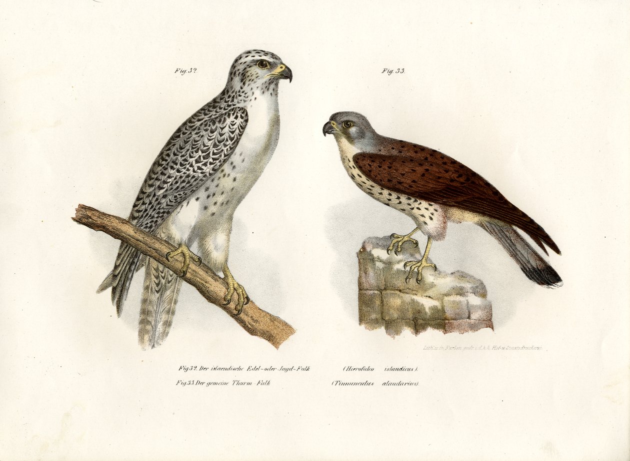 Isländsk Gyrfalcon, 1864 av German School