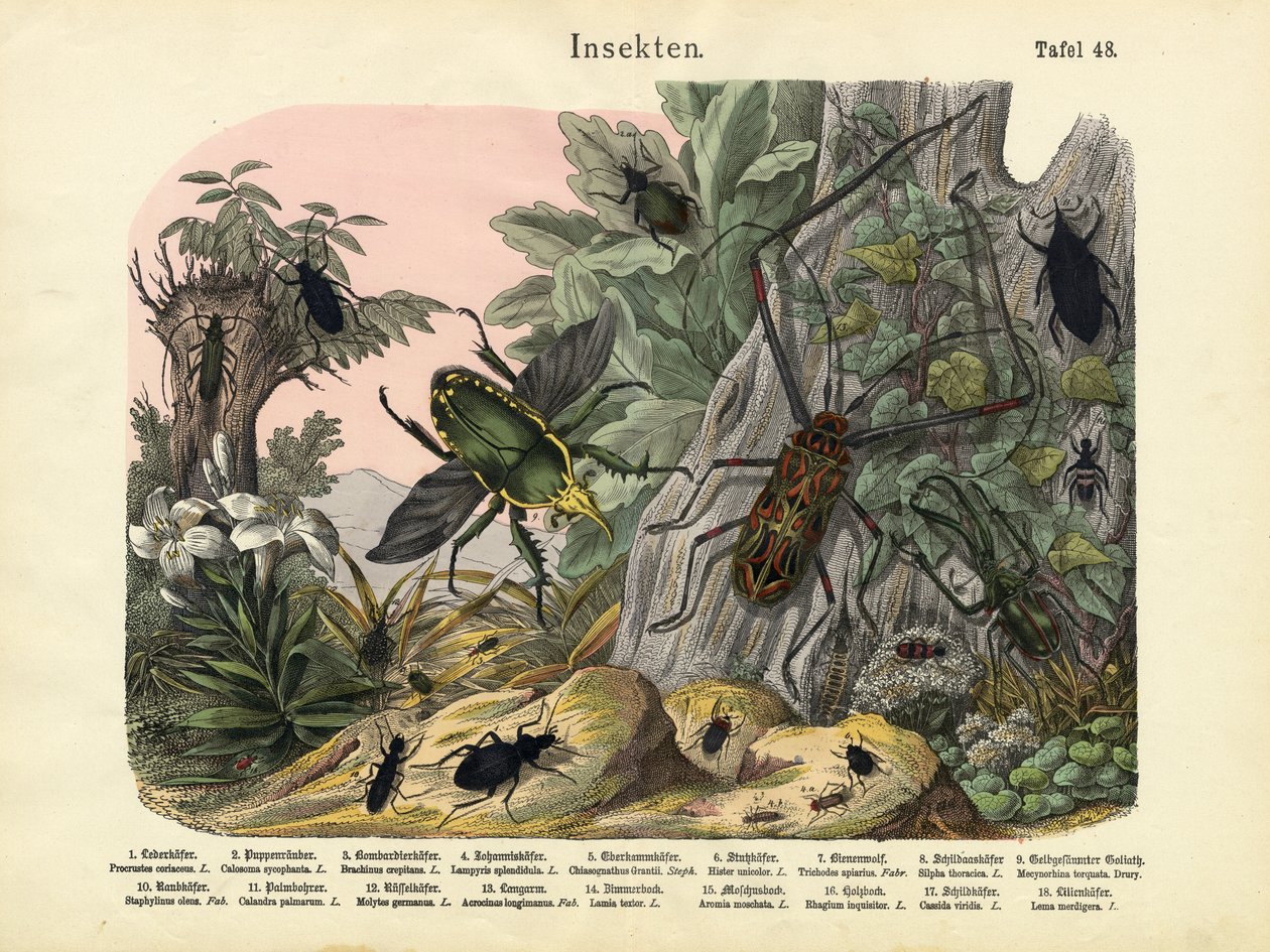 Insekter, c.1860 av German School