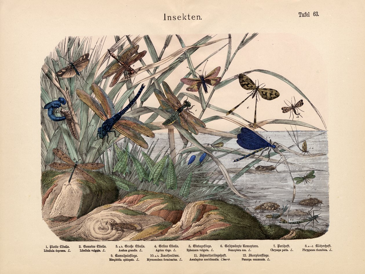 Insekter, c.1860 av German School
