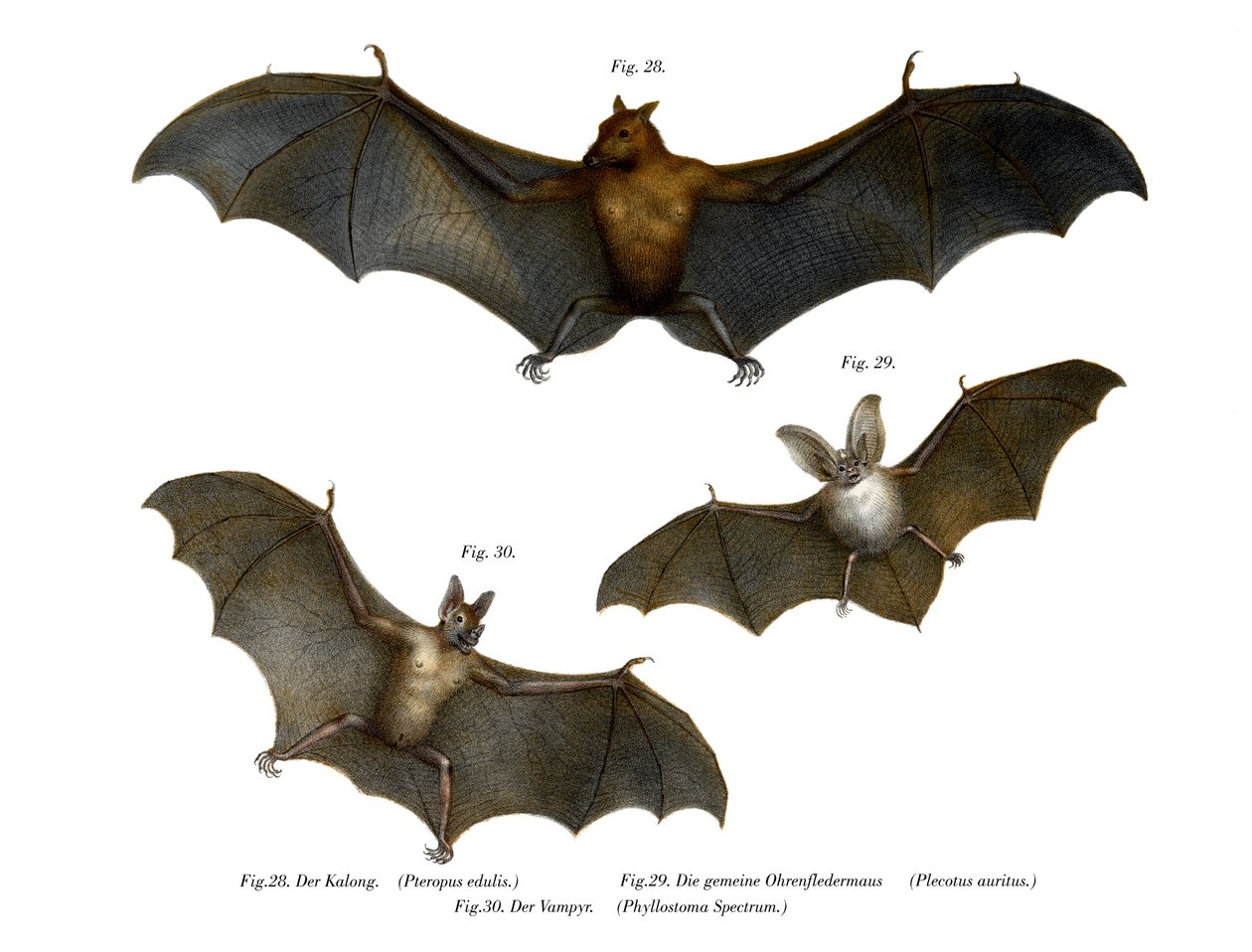 bat, 1860 av German School
