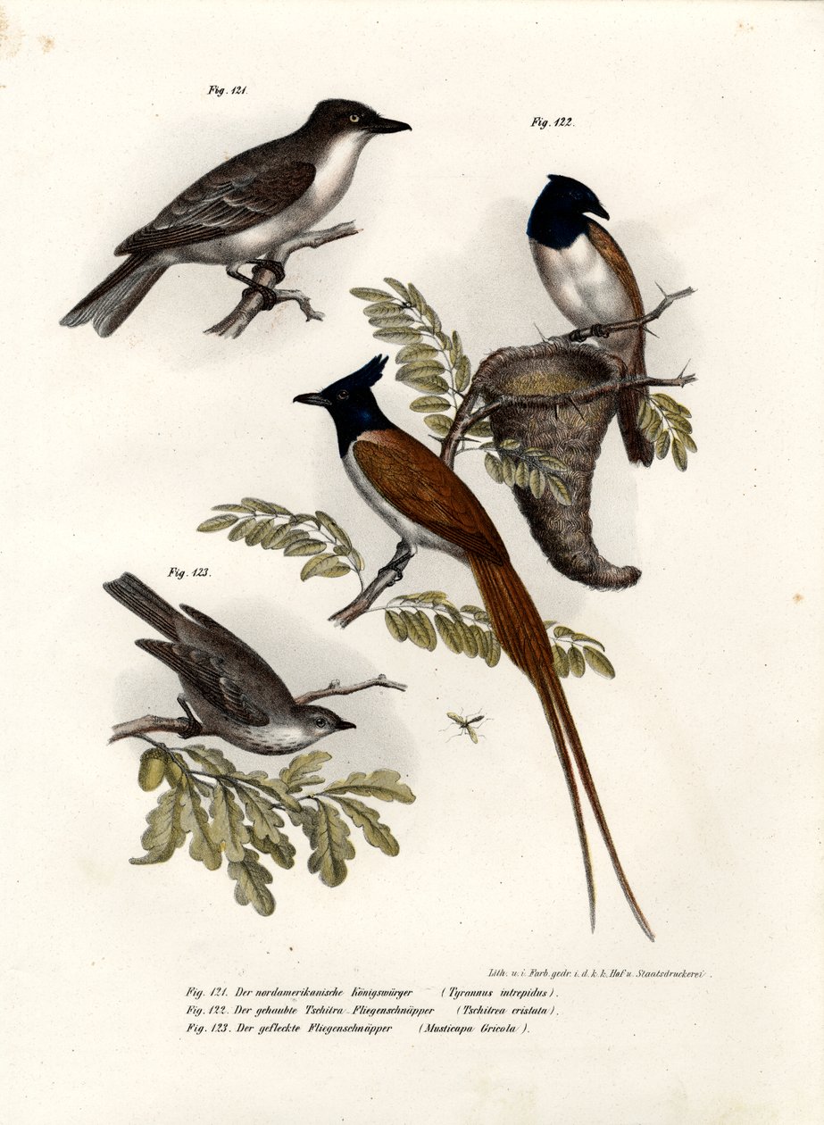 King Bird, 1864 av German School