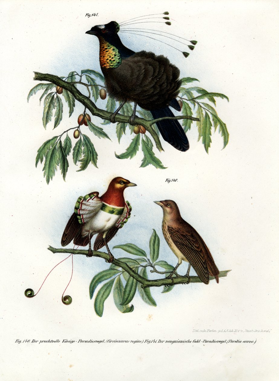 Kung Paradisfågel, 1864 av German School