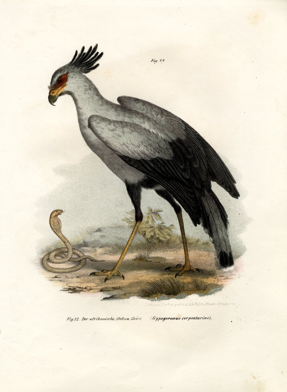 Långbent rovfågel, 1864 av German School