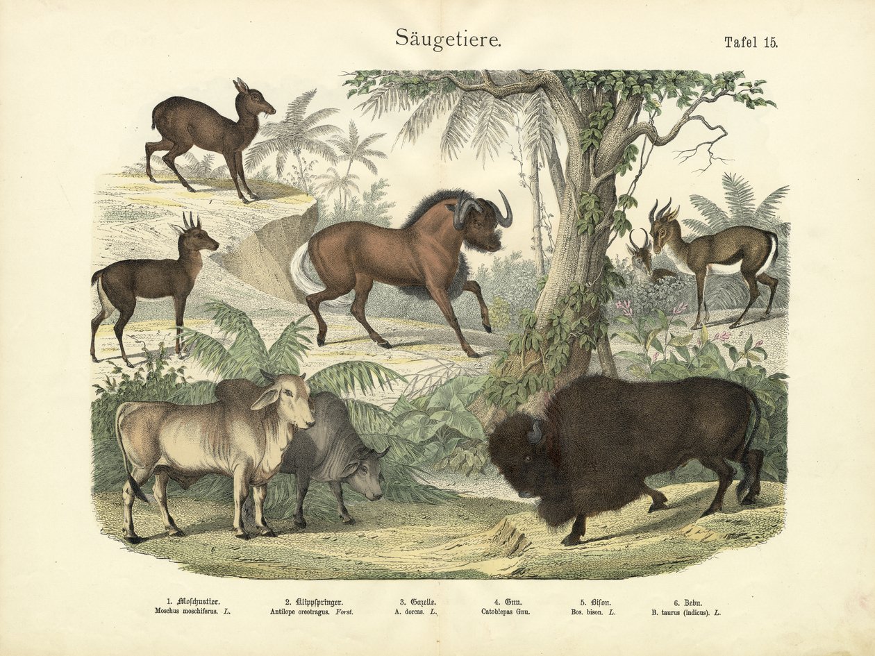 Däggdjur, c.1860 av German School