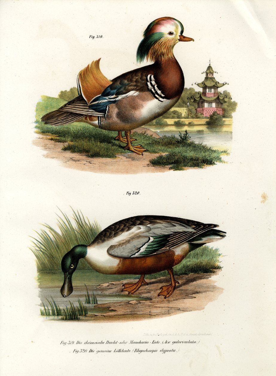 Mandarin Anka, 1864 av German School
