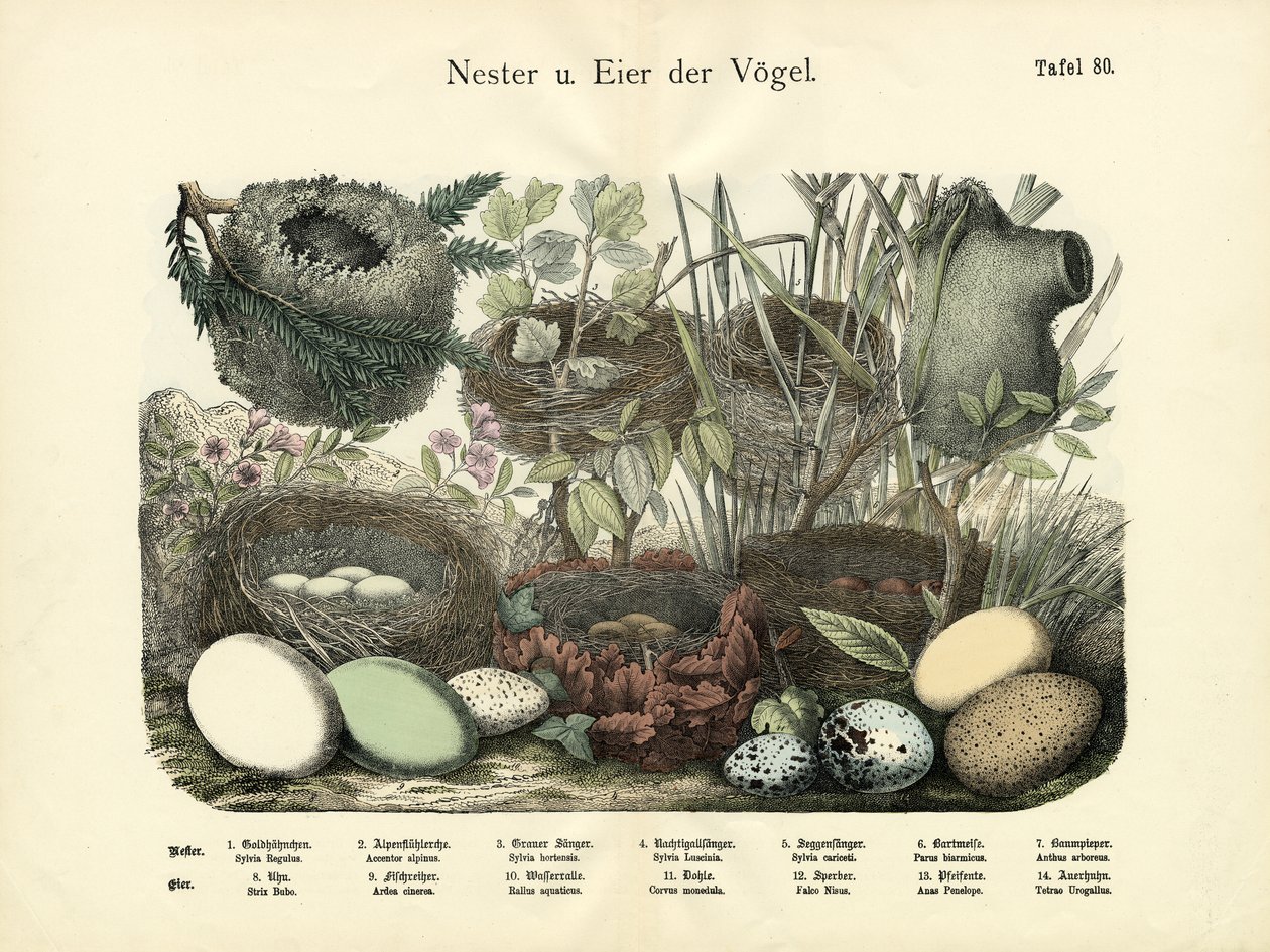 Bo och ägg, c.1860 av German School