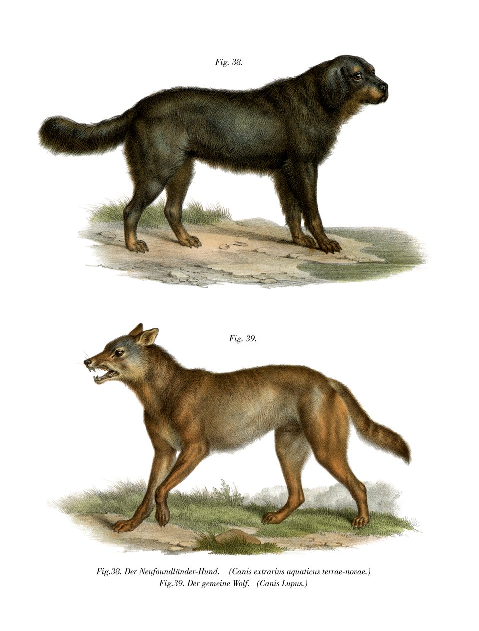 Newfoundlandshund, 1860 av German School