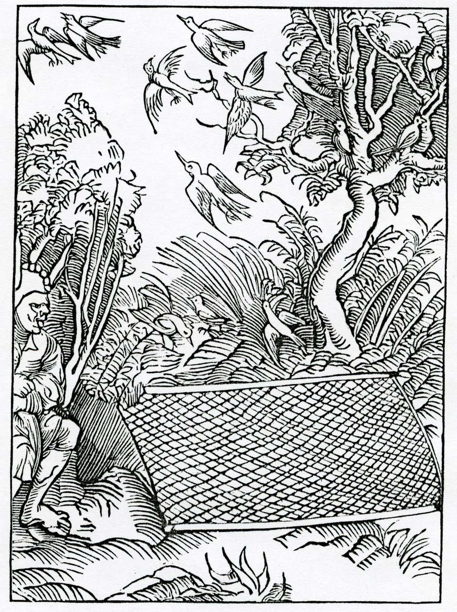 Av över öppna upptagande av råd, illustration från Alexander Barclays engelska översättning av 