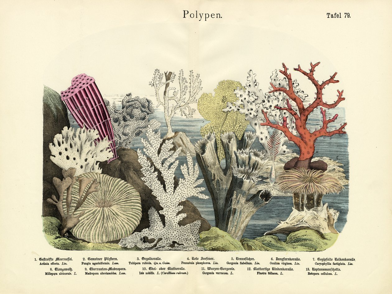Polyper, ca 1860 av German School