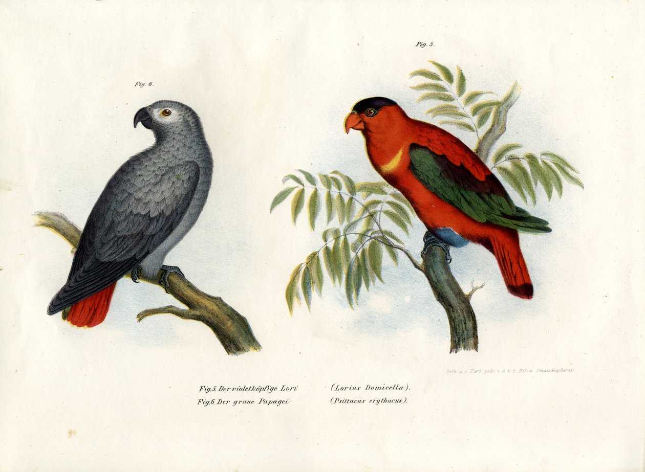 Lila-naped Lory, 1864 av German School