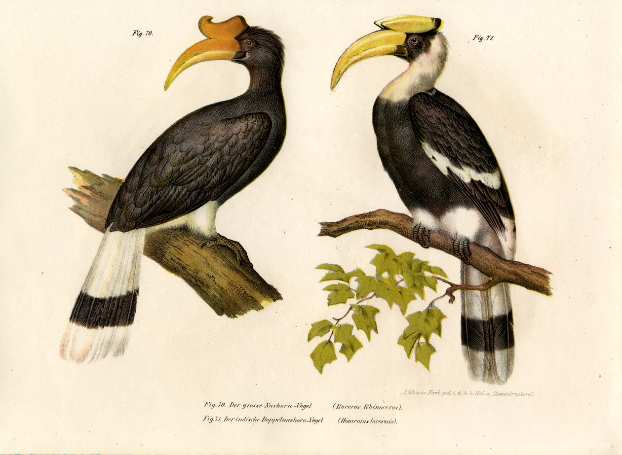 Noshörning Hornbill, 1864 av German School