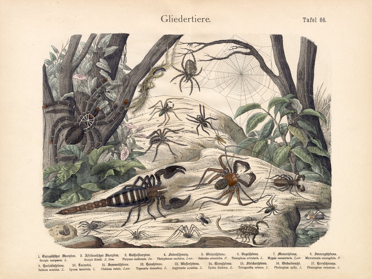 Skorpioner och spindlar, ca 1860 av German School