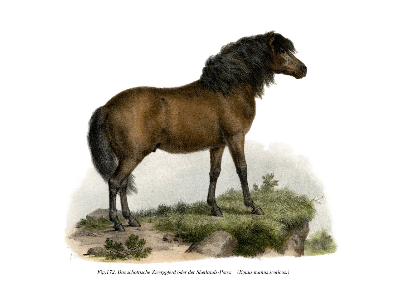 Shetlandsponny, 1860 av German School