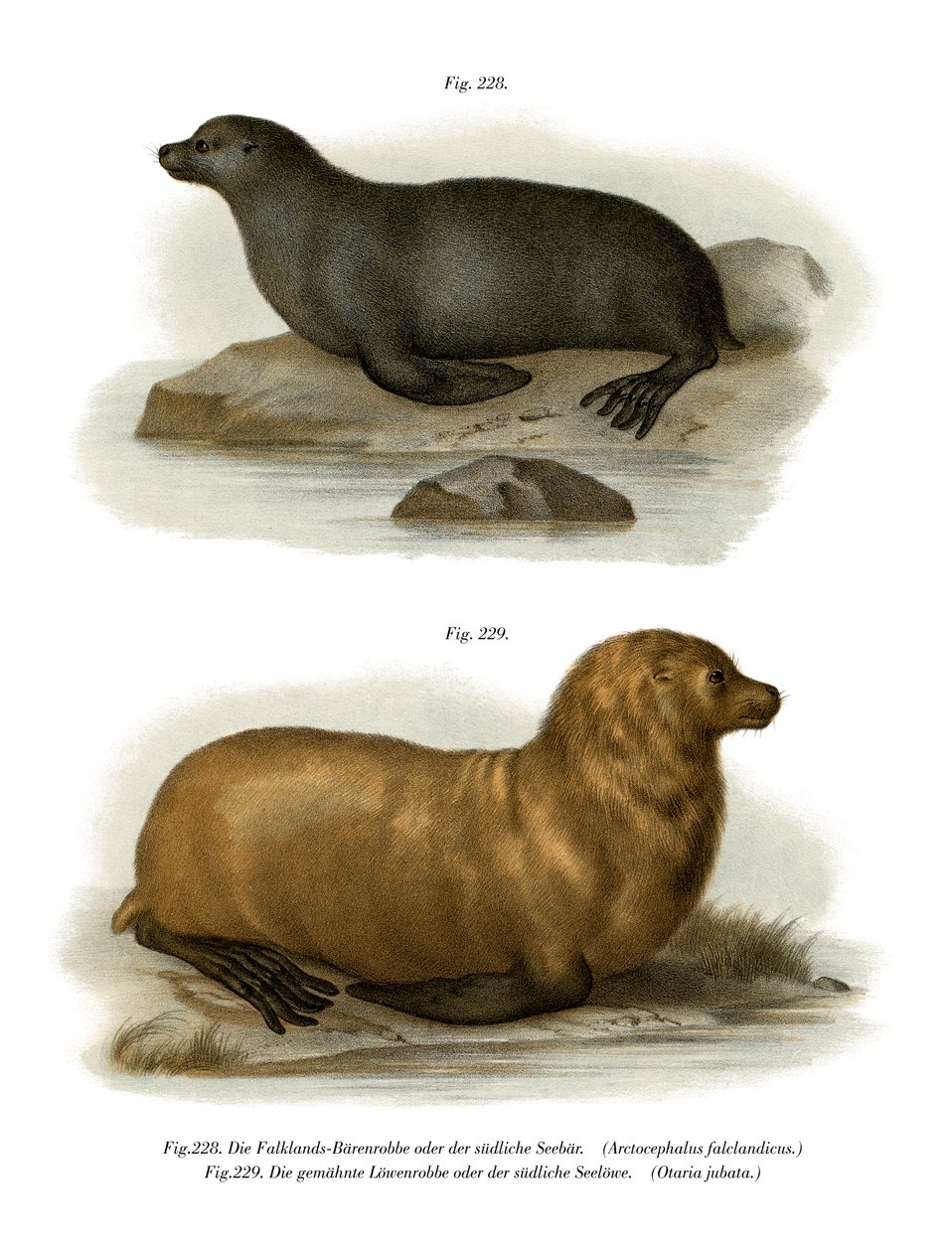 Sydamerikansk pälssäl, 1860 av German School