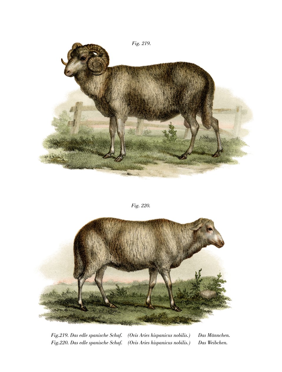 Spanska får, 1860 av German School