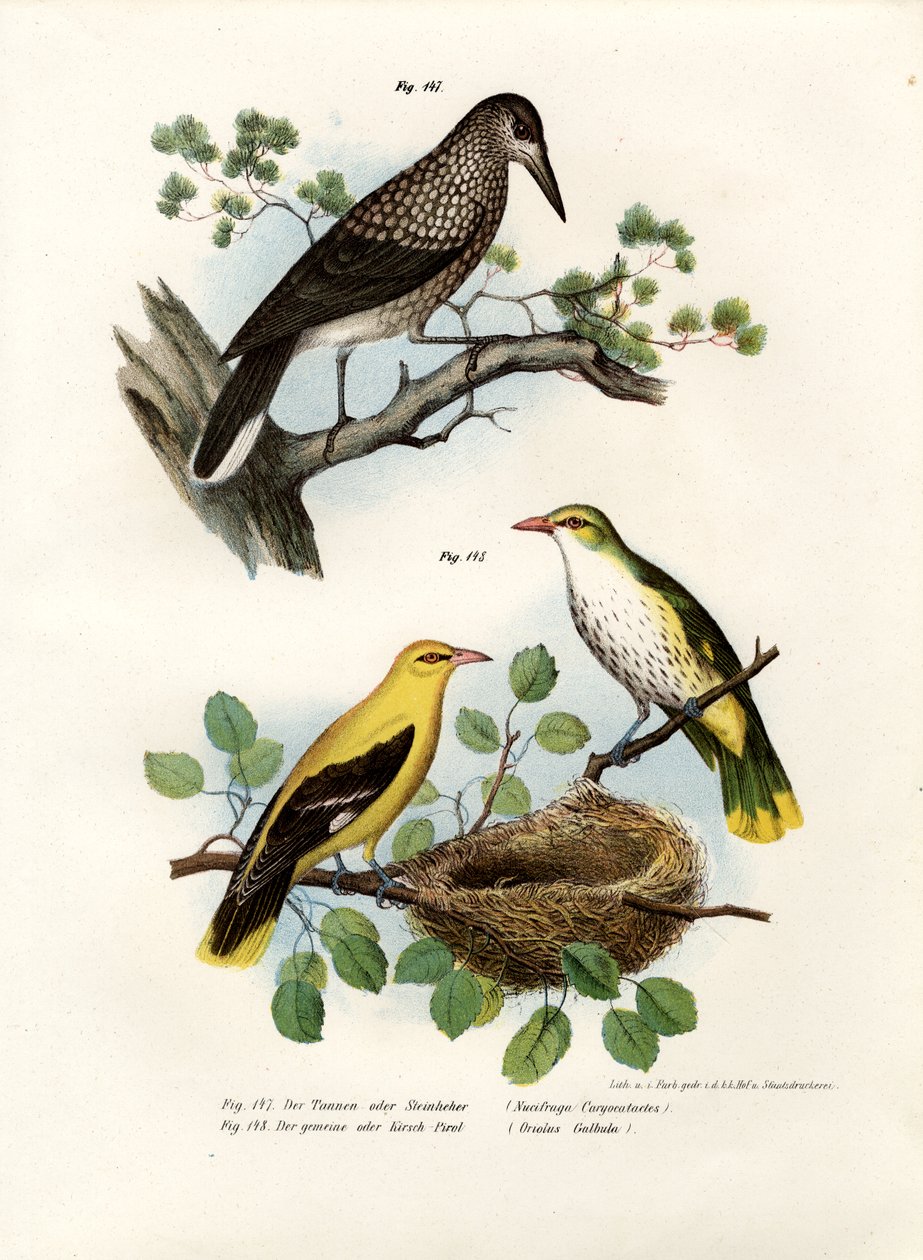 Fläckig nötknäppare, 1864 av German School