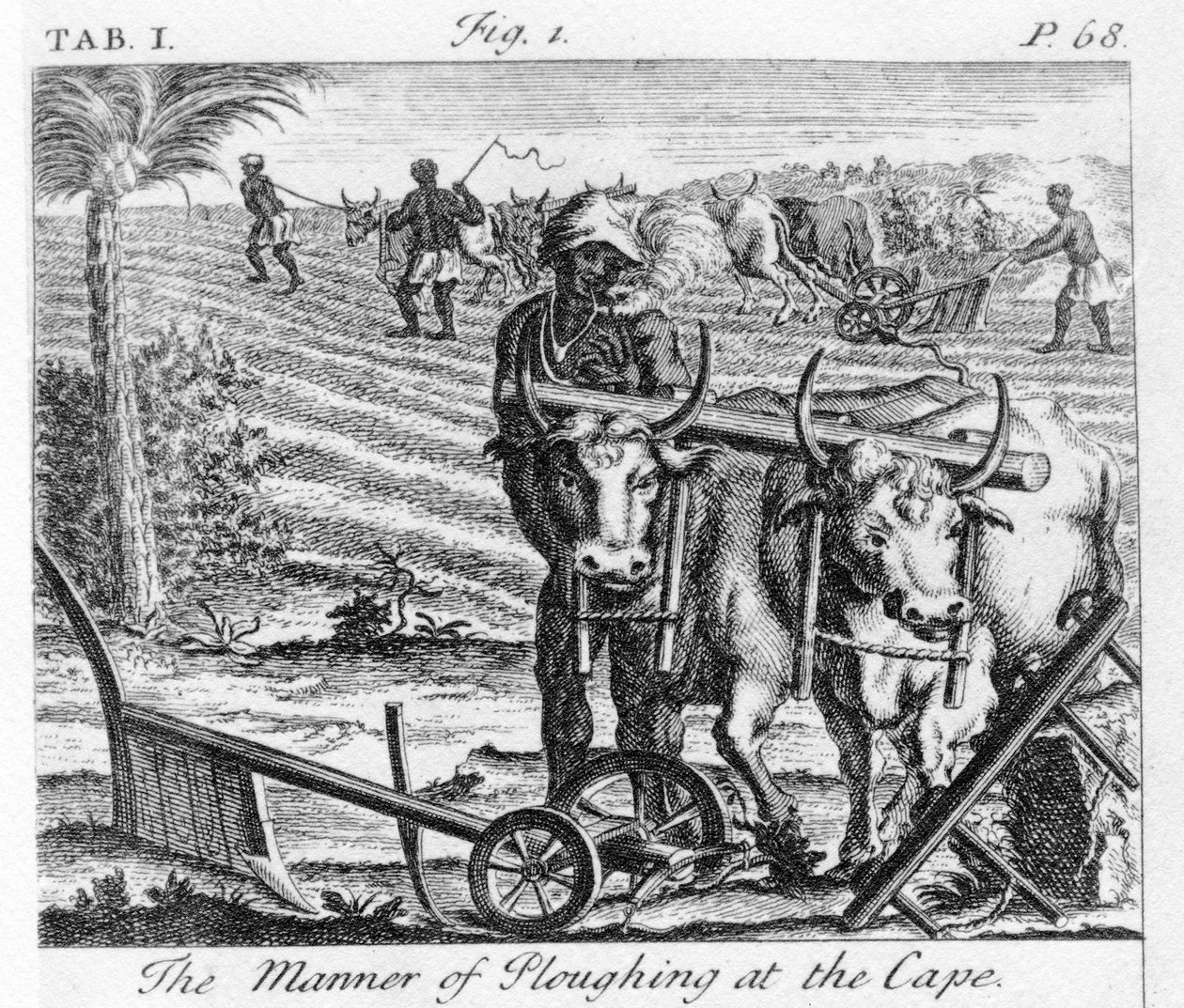 The Manner of Ploughing at the Cape, en illustration i 