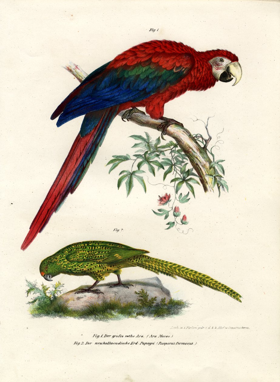 The Scarlet Ara, 1864 av German School