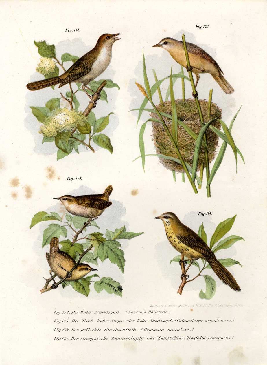 Trast näktergal, 1864 av German School