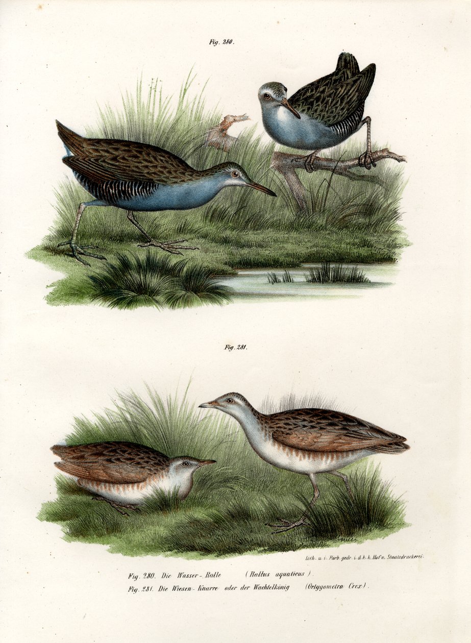 Vattenspår, 1864 av German School