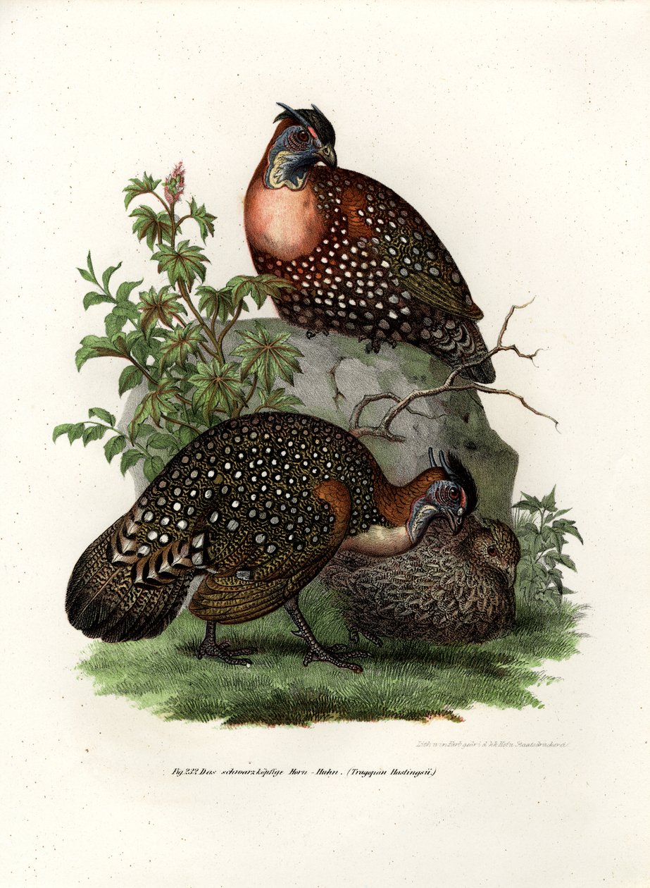 Västra Tragopan, 1864 av German School